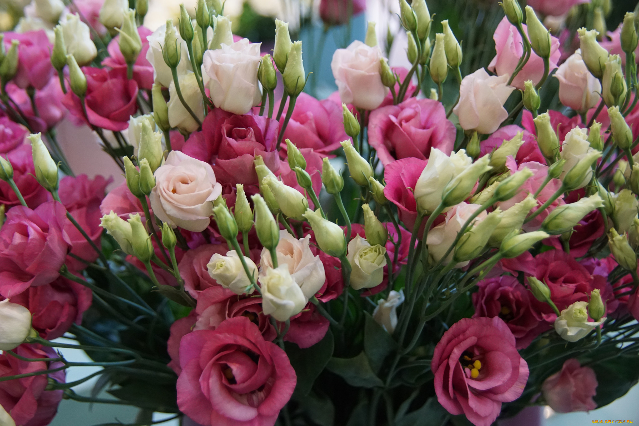 Исто ма. Эустома. Цветок лизиантус эустома. Эустома (Lisianthus). Французская роза эустома.